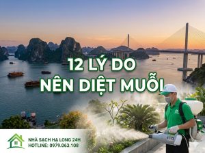 12 lý do nên phun thuốc diệt muỗi tại Hạ Long an toàn và hiệu quả - Nhà Sạch Hạ Long 24h.